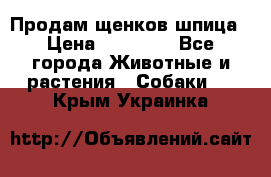 Продам щенков шпица › Цена ­ 25 000 - Все города Животные и растения » Собаки   . Крым,Украинка